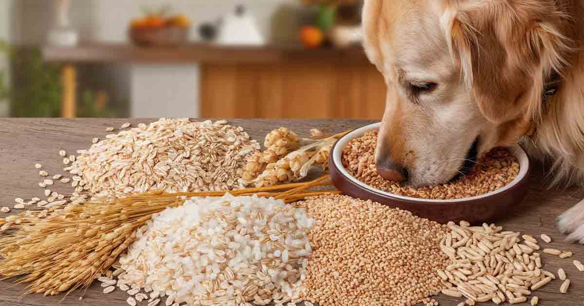 Can Dogs Eat Grains? Safe and Healthy Grain Choices for Dogs
