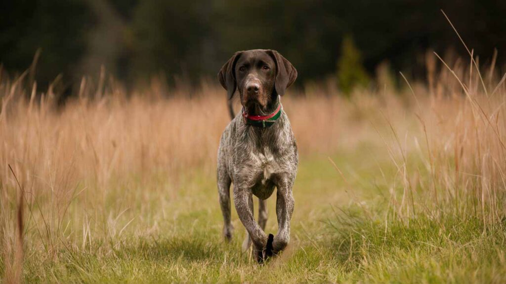 German Shorthaired Pointer