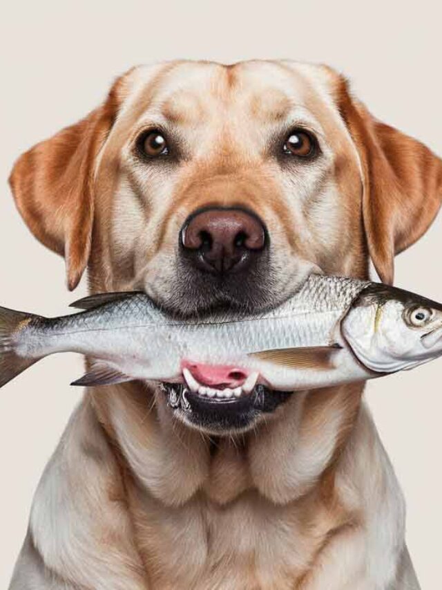 Can Dogs Eat Fish