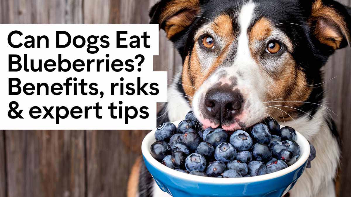 Can Dogs Eat Blueberries Benefits, Risks & Expert Tips