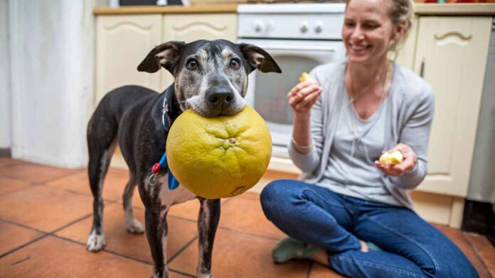 Can Dogs Eat Pomelo