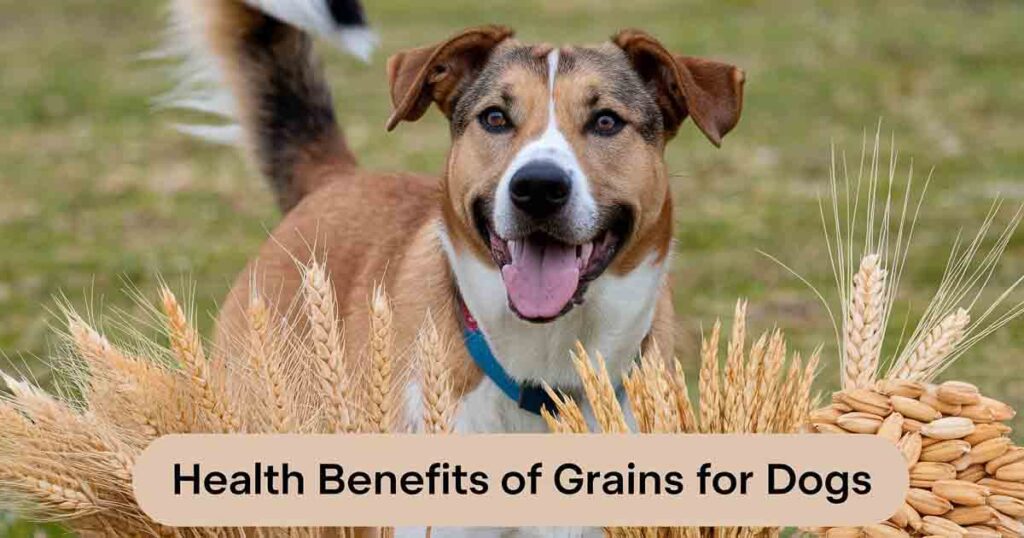 Health Benefits of Grains for Dogs