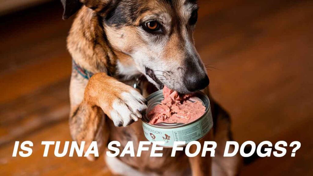 Is Tuna Safe for Dogs?