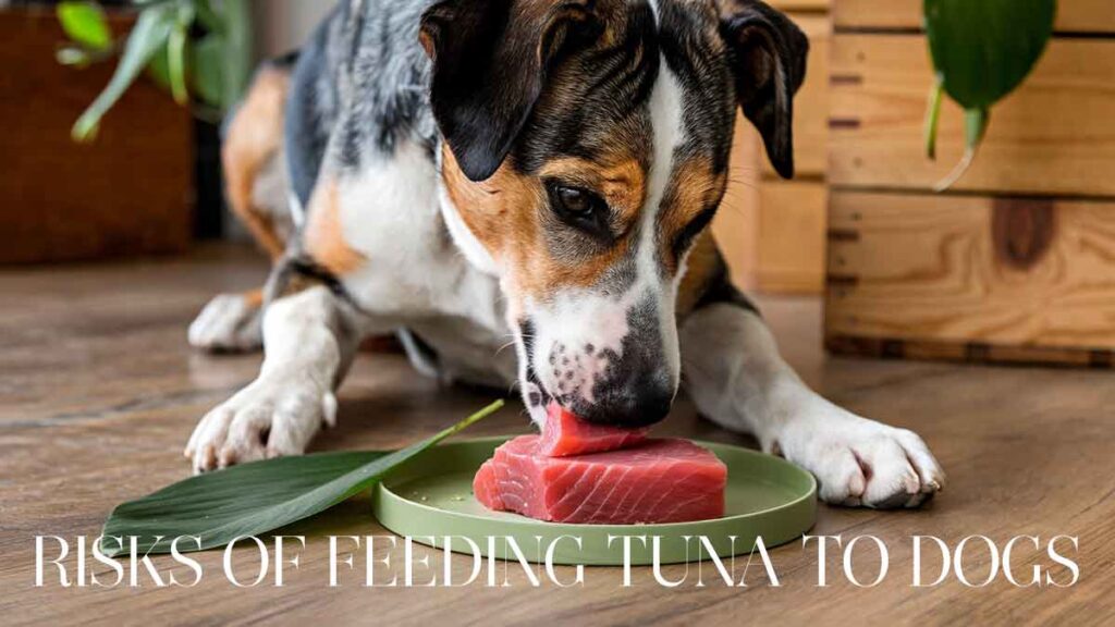 Risks of Feeding Tuna to Dogs