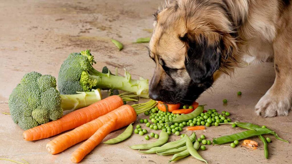 The Benefits Explained Why Can Dogs Eat Vegetables?