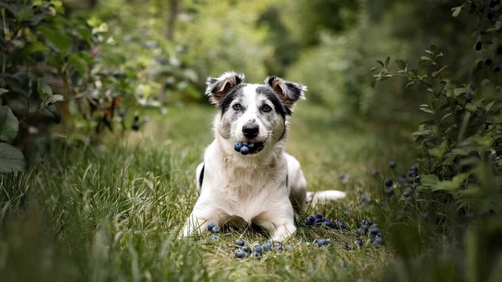 What-Are-the-Health-Benefits-of-Blueberries-for-Dogs