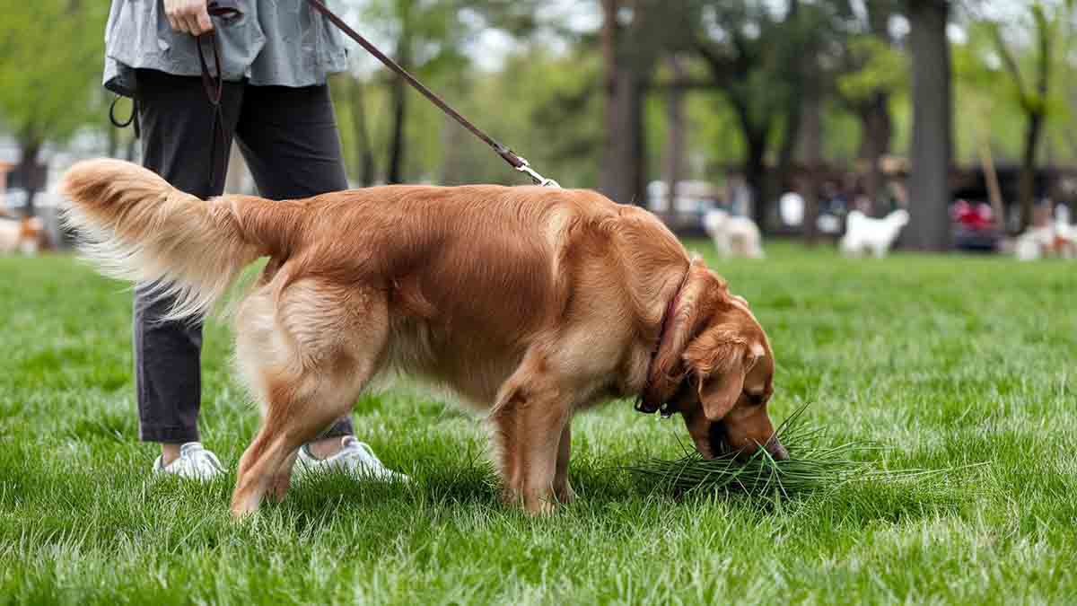 Why Do Dogs Eat Grass Your Dog’s Behavior